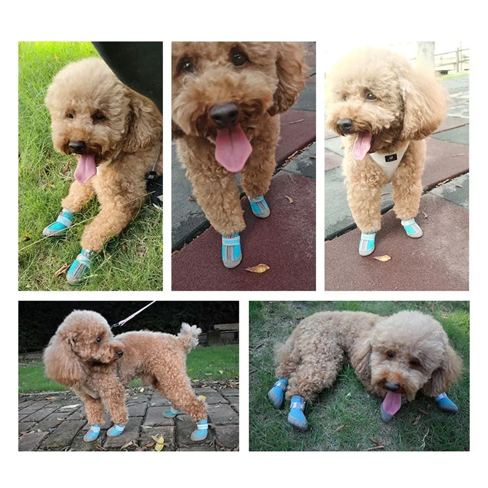 WOOF Xplorer ©